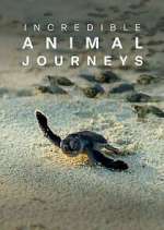 Watch Incredible Animal Journeys 0123movies