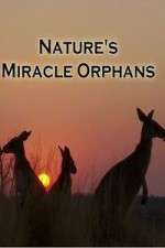 Watch Nature's Miracle Orphans 0123movies