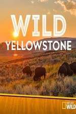 Watch Wild Yellowstone 0123movies