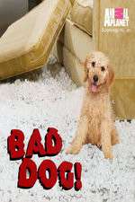 Watch Bad Dog! 0123movies