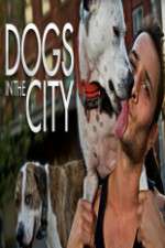 Watch Dogs in the City 0123movies