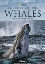 Watch Secrets of the Whales 0123movies