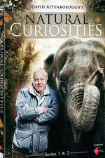 Watch Natural Curiosities 0123movies